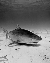 Emma makes her approach. Tiger, Lemon and Reef Sharks mak... by Steven Anderson 